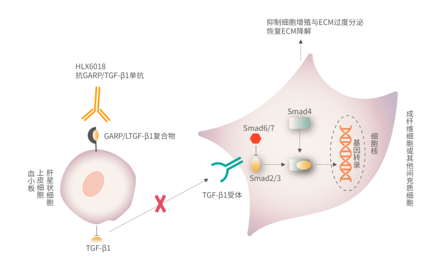 调节性T细胞活化调控受体LRRC32
