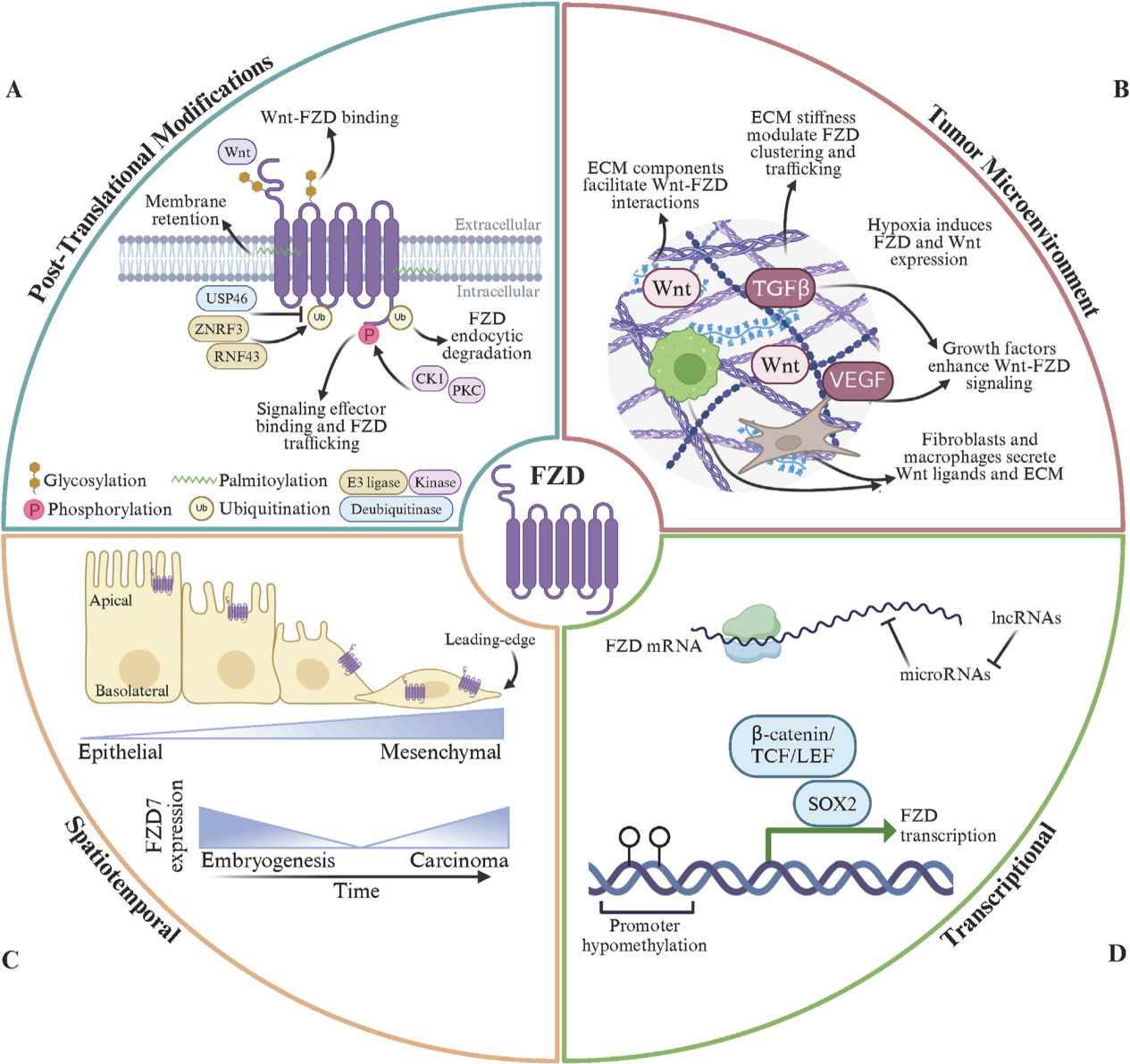 Wnt通路激活受体家族FZD