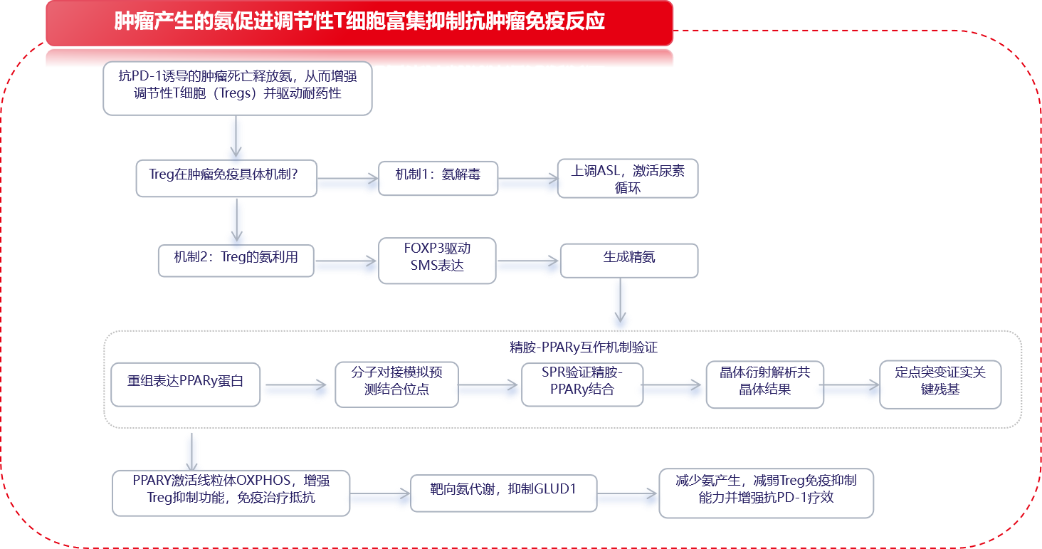 项目文章-Cell：肿瘤代谢微环境氨促进调节性T细胞富集抑制抗肿瘤免疫反应