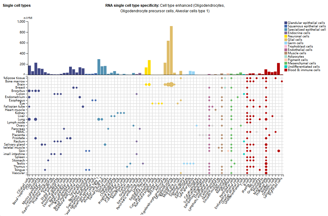 细胞粘附分子ALCAM 细胞粘附分子ALCAM
