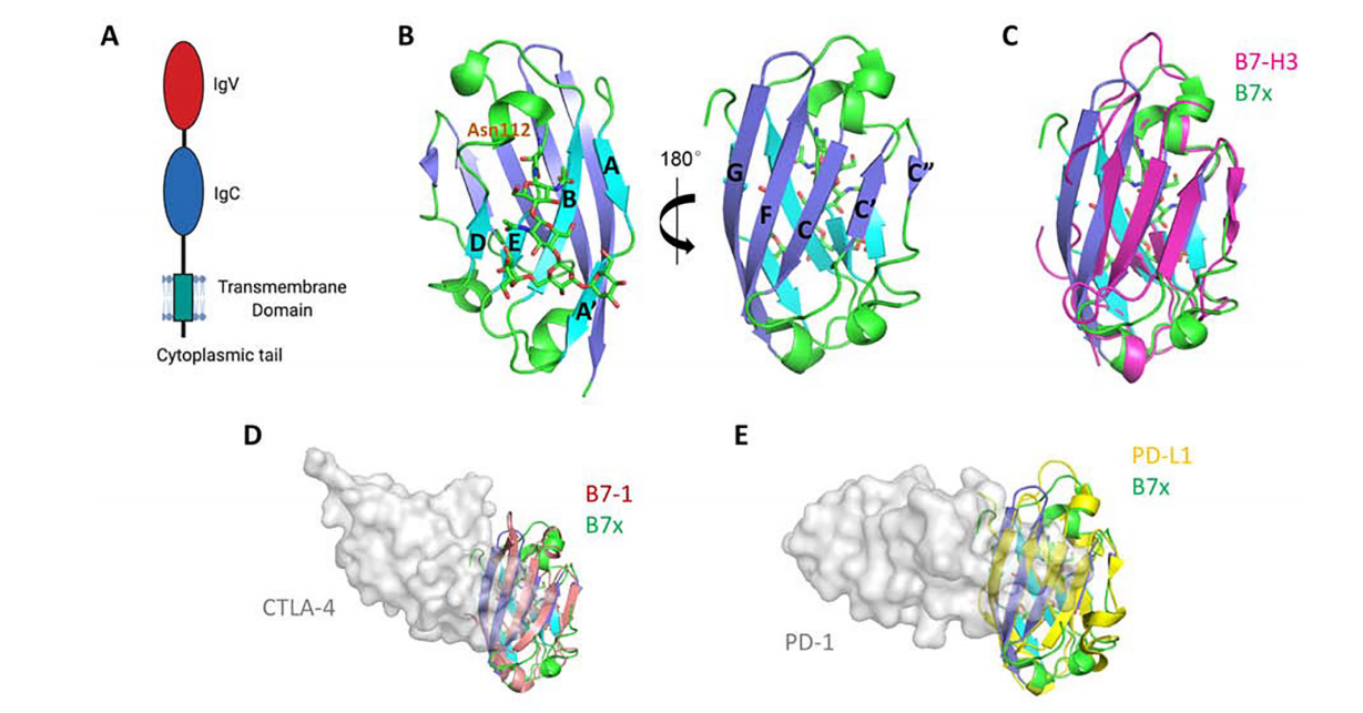 免疫抑制分子B7H4 免疫抑制分子B7H4