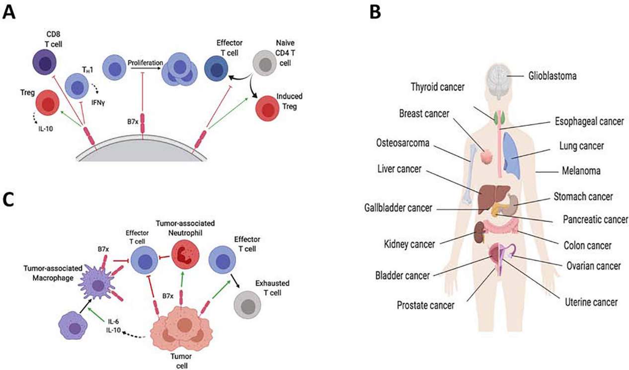 免疫抑制分子B7H4 免疫抑制分子B7H4