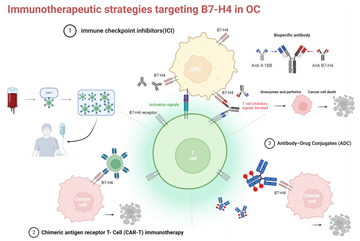 免疫抑制分子B7H4 免疫抑制分子B7H4