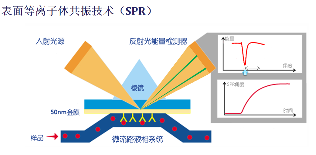 分子互作技术服务介绍:表面等离子体共振SPR 分子互作技术服务介绍:表面等离子体共振SPR
