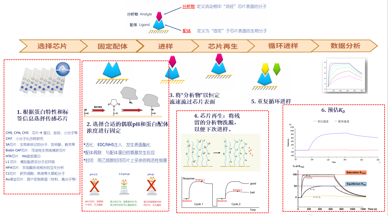 分子互作技术服务介绍:表面等离子体共振SPR 分子互作技术服务介绍:表面等离子体共振SPR