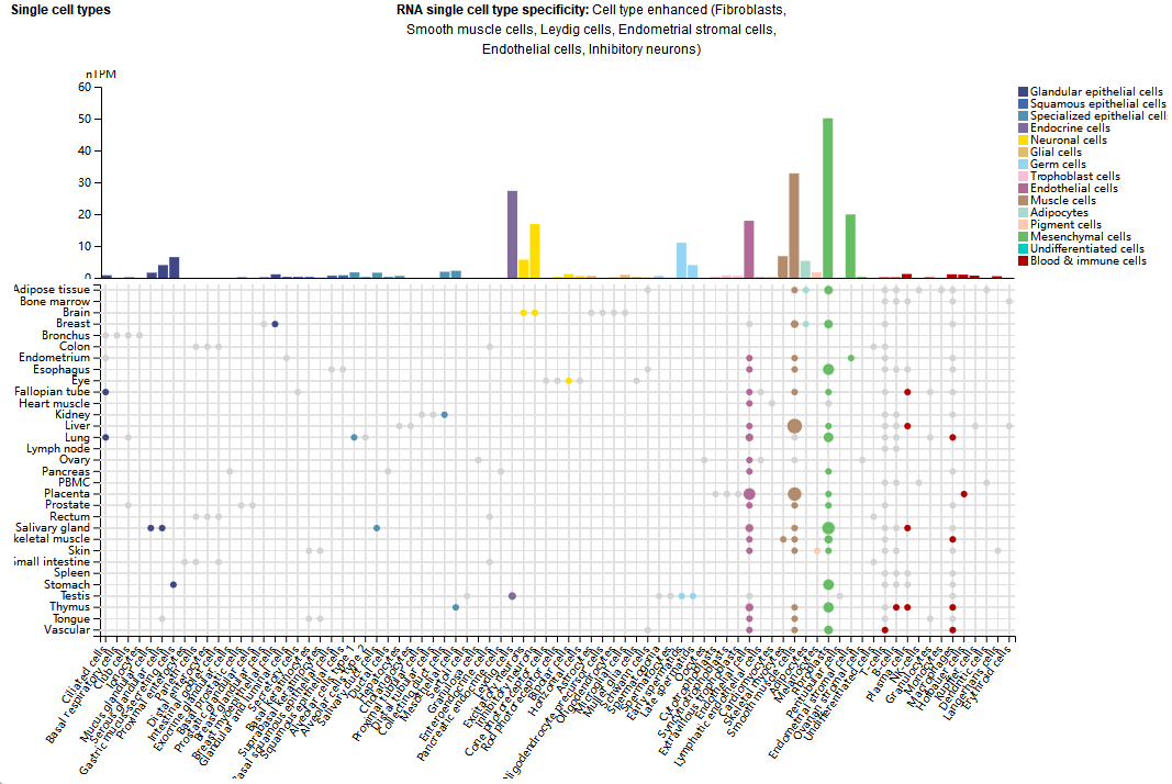 血管生成的关键调节因子RSPO3