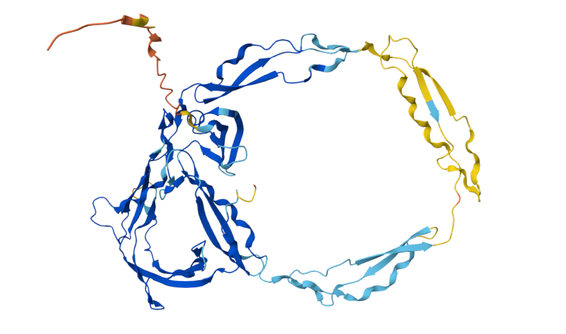 补体正调节因子CFP