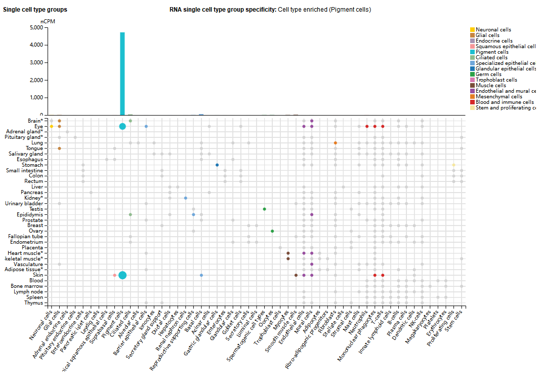 黑色素生成调控靶点TYRP1 黑色素生成调控靶点TYRP1