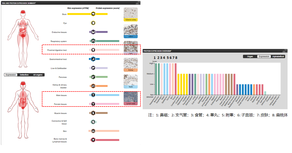 成纤维细胞生长因子受体2 FGFR2  成纤维细胞生长因子受体2 FGFR2