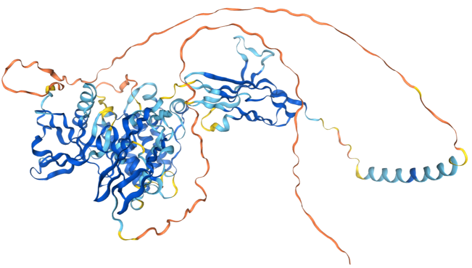 成纤维细胞生长因子受体2 FGFR2  成纤维细胞生长因子受体2 FGFR2
