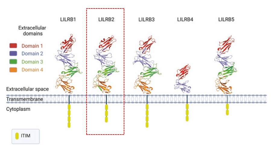 白细胞免疫球蛋白样受体B2 LILRB2