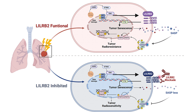 白细胞免疫球蛋白样受体B2 LILRB2