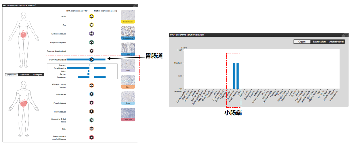 跨膜粘蛋白MUC17