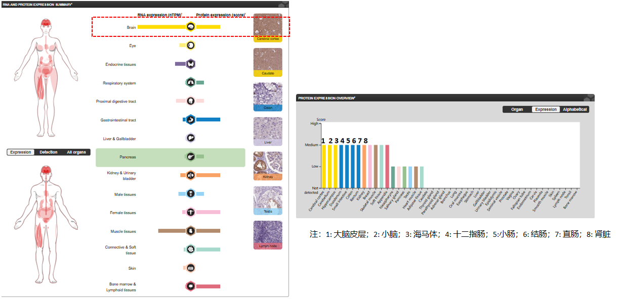 微管相关蛋白MAPT