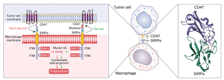 巨噬细胞免疫吞噬检查点SIRPA/BIT/MYD1