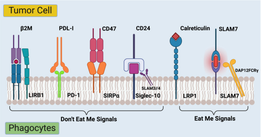 巨噬细胞免疫吞噬检查点SIRPA/BIT/MYD1