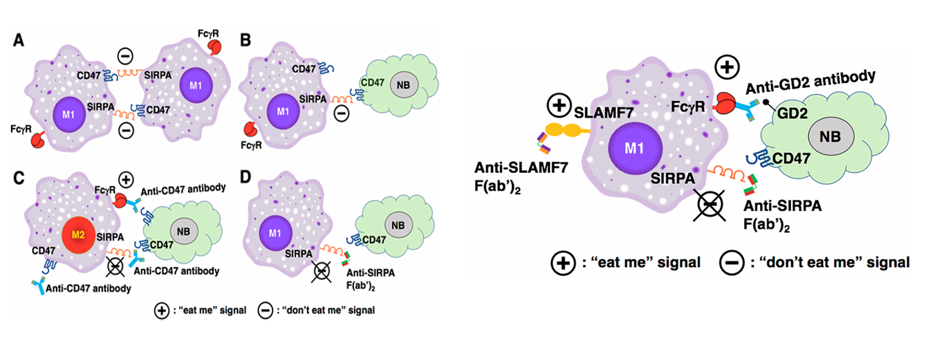 巨噬细胞免疫吞噬检查点SIRPA/BIT/MYD1