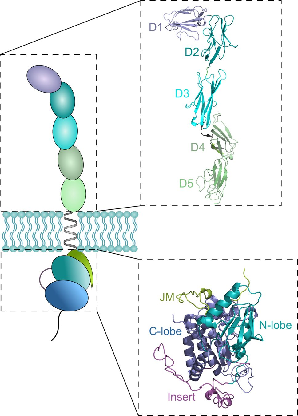酪氨酸蛋白激酶PDGFRA