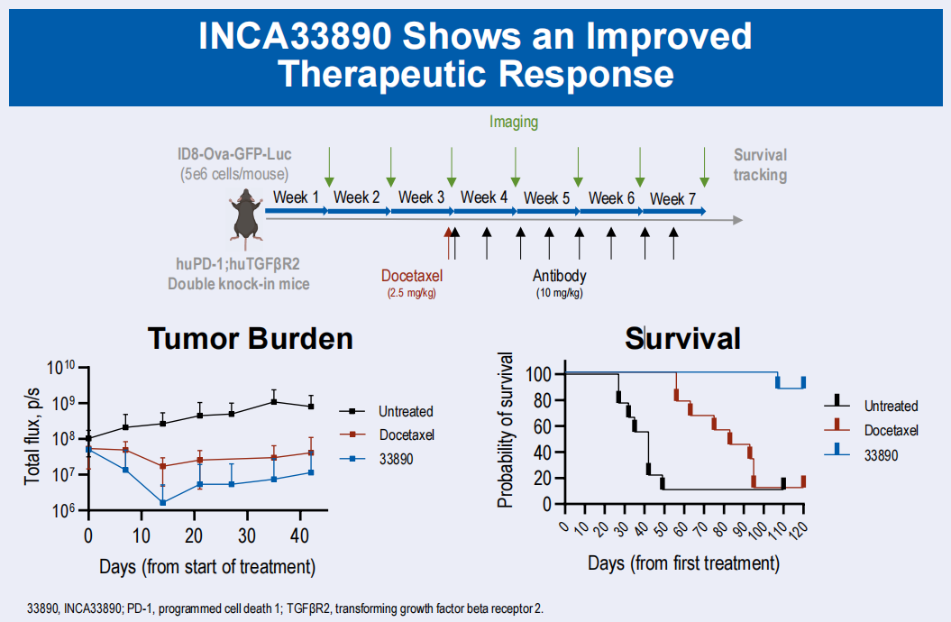 跨膜丝氨酸/苏氨酸激酶TGFBR1和TGFBR2 跨膜丝氨酸/苏氨酸激酶TGFBR1和TGFBR2