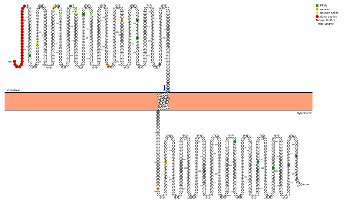 酪氨酸蛋白激酶受体AXL 酪氨酸蛋白激酶受体AXL