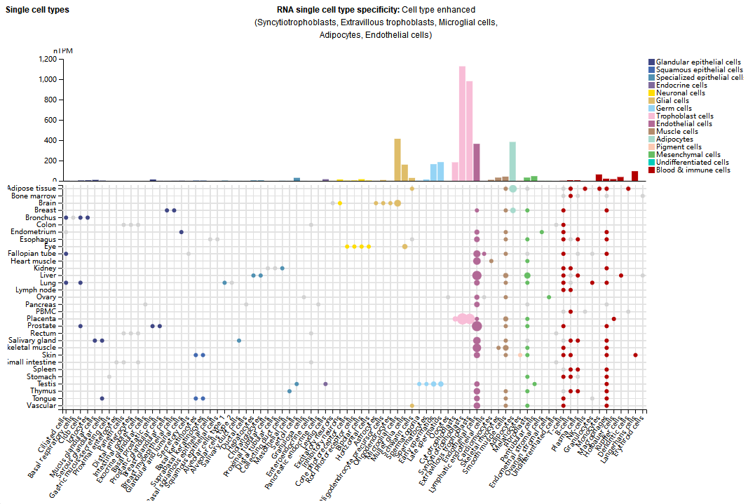 血管内皮生长因子受体VEGFR1