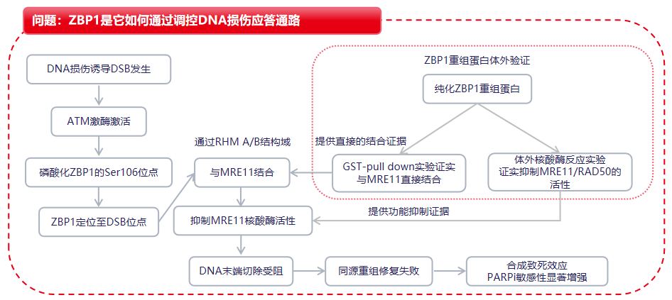 项目文章IF=21.7：ZBP1拮抗MRE11介导的DNA末端切除
