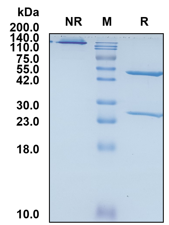 Anti-Human CEACAM-1/CD66a Reference Antibody (CM-24)