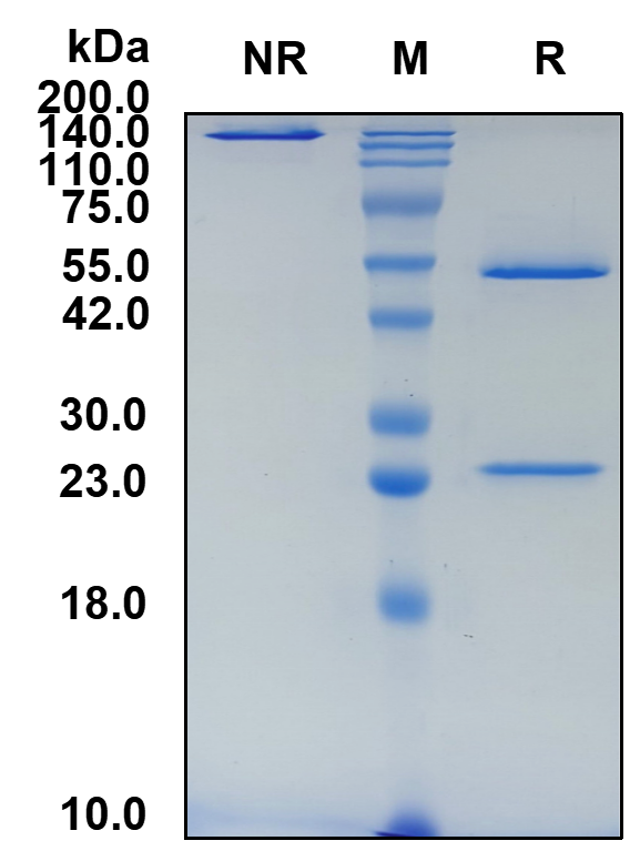 Anti-human CD150 Antibody
