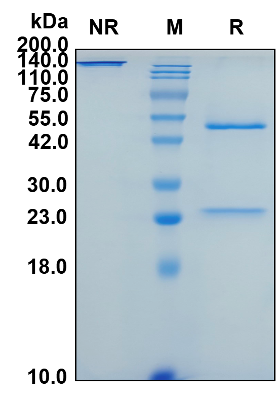 Anti-human RAMP2 Antibody