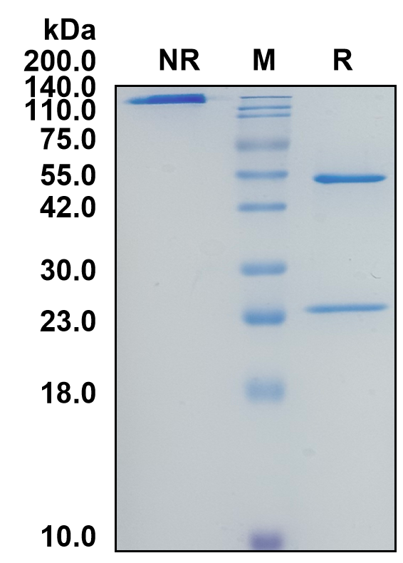 Mouse IgG1-Kappa Recombinant Isotype Control mAb