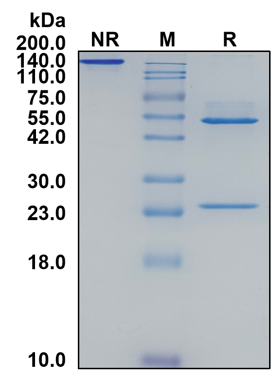 Mouse IgG1-Lambda Recombinant Isotype Control mAb