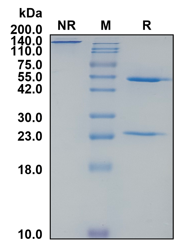 Mouse IgG2a-Lambda Recombinant Isotype Control mAb