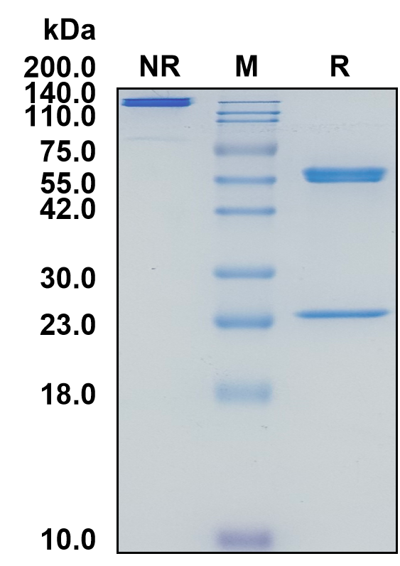 Mouse IgG2b-Kappa Recombinant Isotype Control mAb