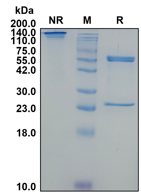 Mouse IgG2b-Lambda Recombinant Isotype Control mAb
