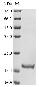 Recombinant Erwinia citreus Fructose 5-dehydrogenase [NADP(+)],partial