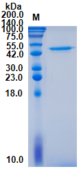 Recombinant Human Mitogen-activated protein kinase 1 (MAPK1)