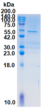 Recombinant Human Mitogen-activated protein kinase 3 (MAPK3)